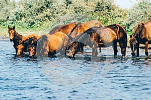 Wild horses