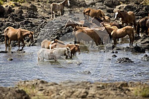 Wild horses photo