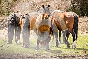 Wild Horses