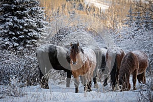 Wild Horses