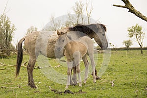 Wild horses