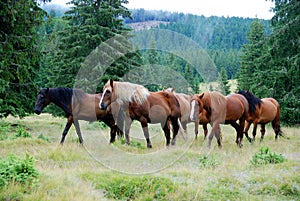 Wild horses