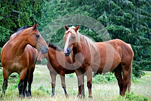 Wild horses