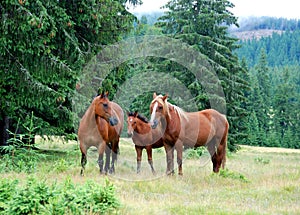 Salvaje caballos 