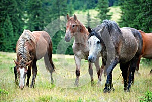 Wild horses