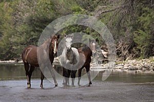 Wild horses