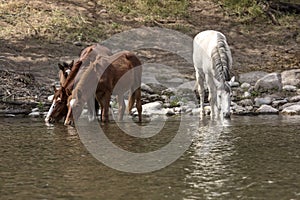 Wild horses