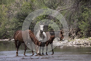 Wild horses