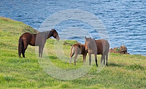 Wild horses along the coasts of Easter Island, Chile