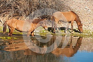 Wild Horses Along the Salt River