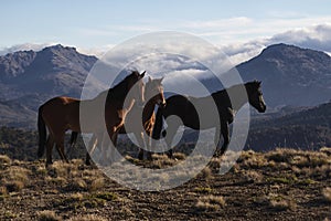 Wild horses photo