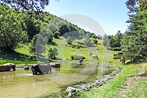 Wild horses in Aran valley in the Catalan Pyrenees, Spain.