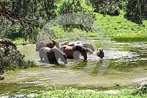 Wild horses in Aran valley in the Catalan Pyrenees, Spain