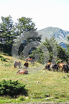 Wild horses in Aran valley in the Catalan Pyrenees, Spain.