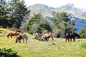 Wild horses in Aran valley in the Catalan Pyrenees, Spain.