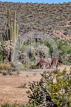 Wild Horses of Arizona
