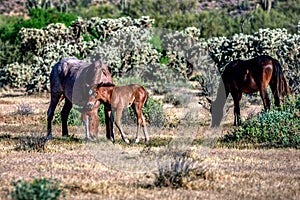 Wild Horses of Arizona