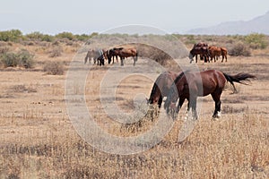 Wild Horses in the Arizona desert