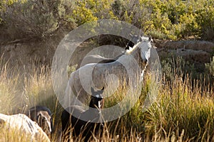 Wild Horses in Arroyo photo