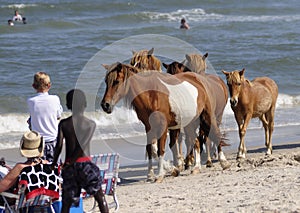 WILD HORSES OF ASSATEAGUE ISLAND