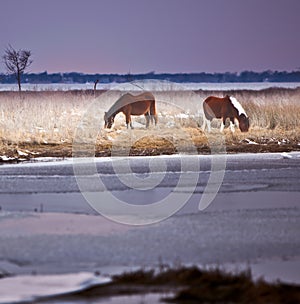 Wild Horses at Assateague Island, MD in Winter