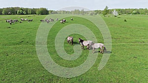 Wild Horses and Auroxen Cows in Open Landscape Located at the Shores of the Lake Pape, Latvia.