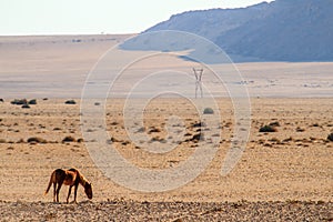 Wild horses of Aus - Namibia