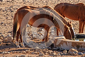Wild horses of Aus - Namibia