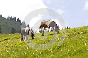 Wild horses on the Austrian Alps photo