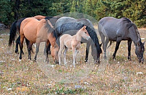 Wild Horses - Baby foal colt with mother and herd in the Pryor Mountains Wild Horse Range in Montana USA