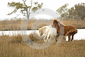 Wild horses battle in marsh grasses on Assateague Island, Maryland.