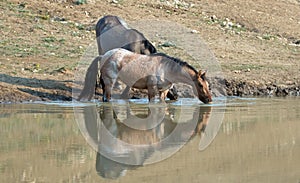 Wild Horses - Bay Red Roan and Grulla mares drinking at the waterhole in the Pryor Mountains Wild Horse Range in Montana USA
