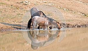 Wild Horses - Bay Red Roan and Grulla mares reflecting while drinking at the waterhole in the Pryor Mountains - Montana USA