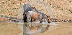 Wild Horses - Bay Red Roan and Grulla mares reflecting while drinking at the waterhole in the Pryor Mountains - Montana USA