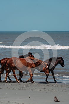 Wild horses on the beach in Outer Banks, North Carolina.