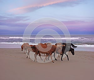 Wild horses on the beach at sunset in Corolla North Carolina
