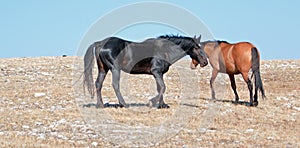 Wild Horses - Black Band Stallion and Dun Mare on Sykes Ridge in the Pryor Mountains Wild Horse Range in Montana