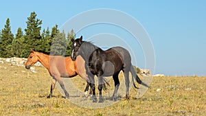 Wild horses - Black Stallion with Dun Mare in the Pryor Mountains Wild Horse range in Montana United States