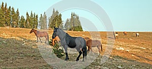 Wild Horses - Black Stallion with herd in the Pryor Mountains Wild Horse Range in Montana
