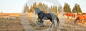 Wild Horses - Black Stallion with herd in the Pryor Mountains Wild Horse Range in Montana