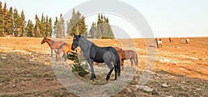 Wild Horses - Black Stallion with herd in the Pryor Mountains Wild Horse Range in Montana