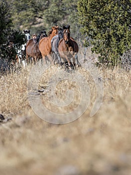 Wild Horses Blazing a Trail in Tall Wild Grass