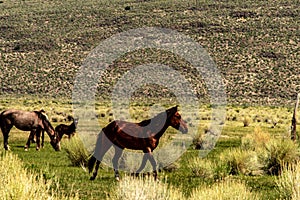 Wild Horses On BLM land Near California Highway 120
