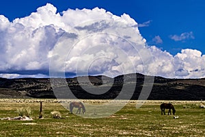 Wild Horses On BLM land Near California Highway 120