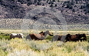 Wild Horses On BLM land Near California Highway 120