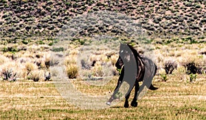 Wild Horses On BLM land Near California Highway 120