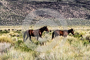Wild Horses On BLM land Near California Highway 120