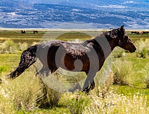 Wild Horses On BLM land Near California Highway 120