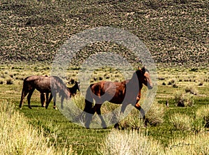 Wild Horses On BLM land Near California Highway 120