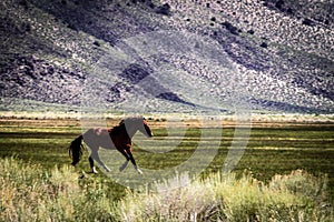 Wild Horses On BLM land Near California Highway 120